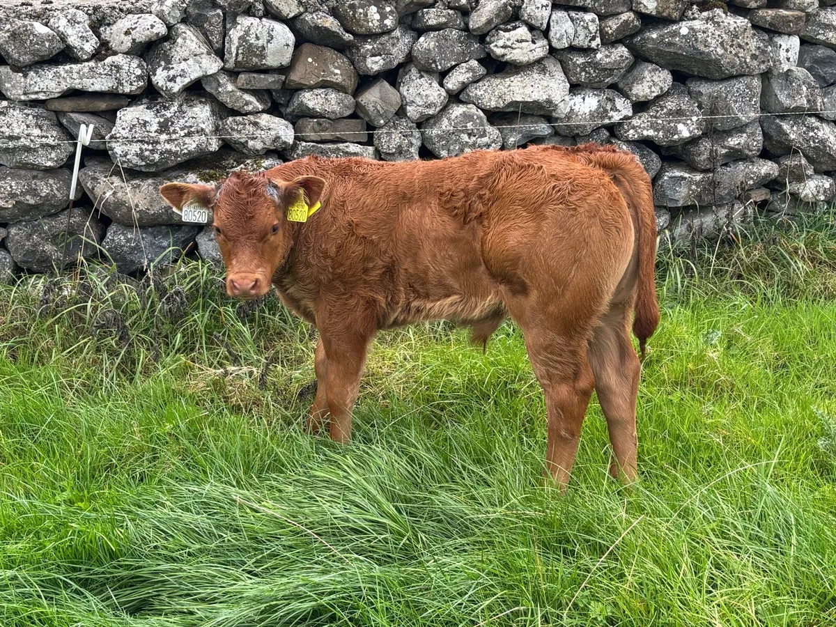 Super Quality AI-Bred First-Calved Springer - Image 1