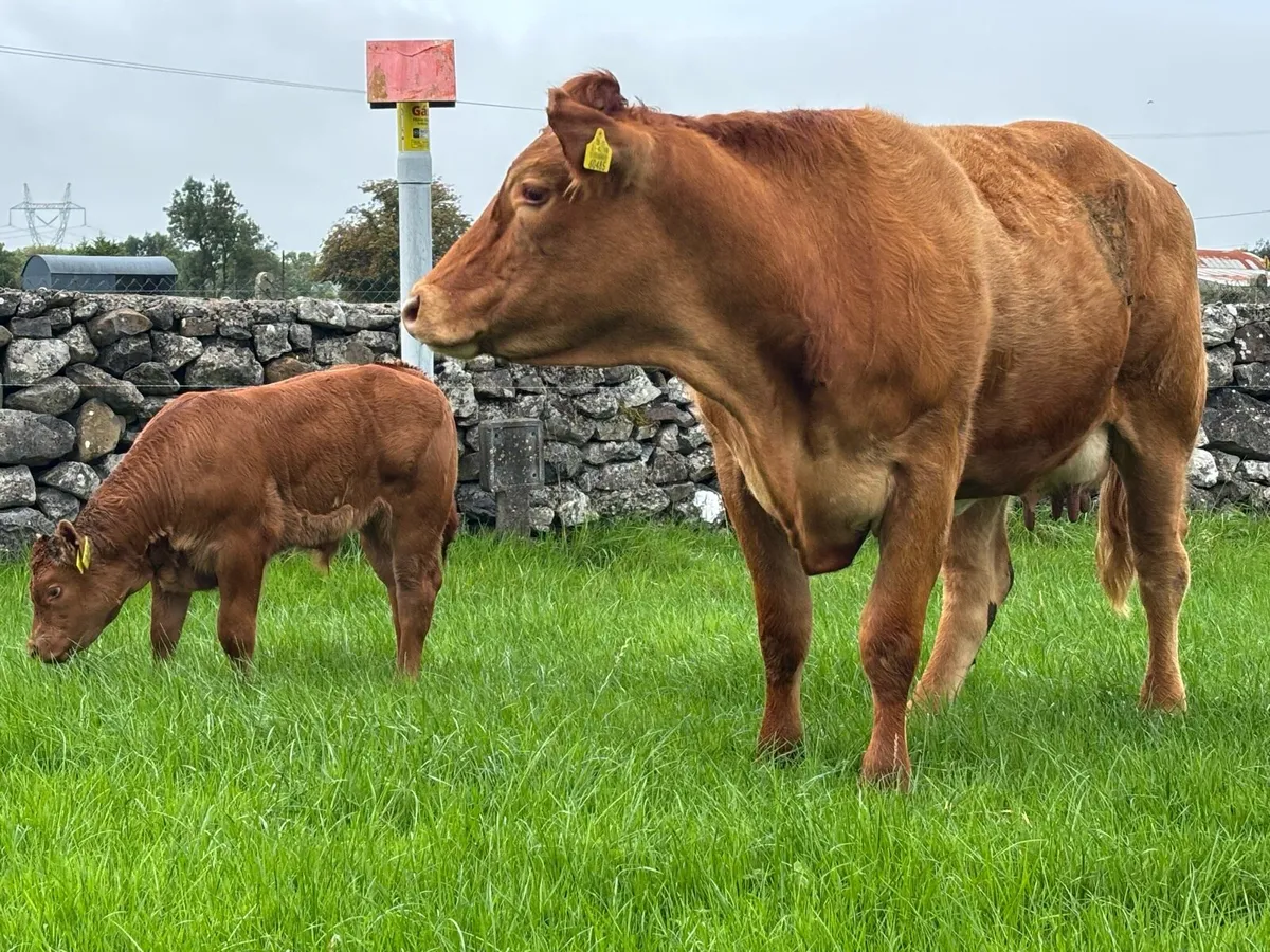 Super Quality AI-Bred First-Calved Springer - Image 2