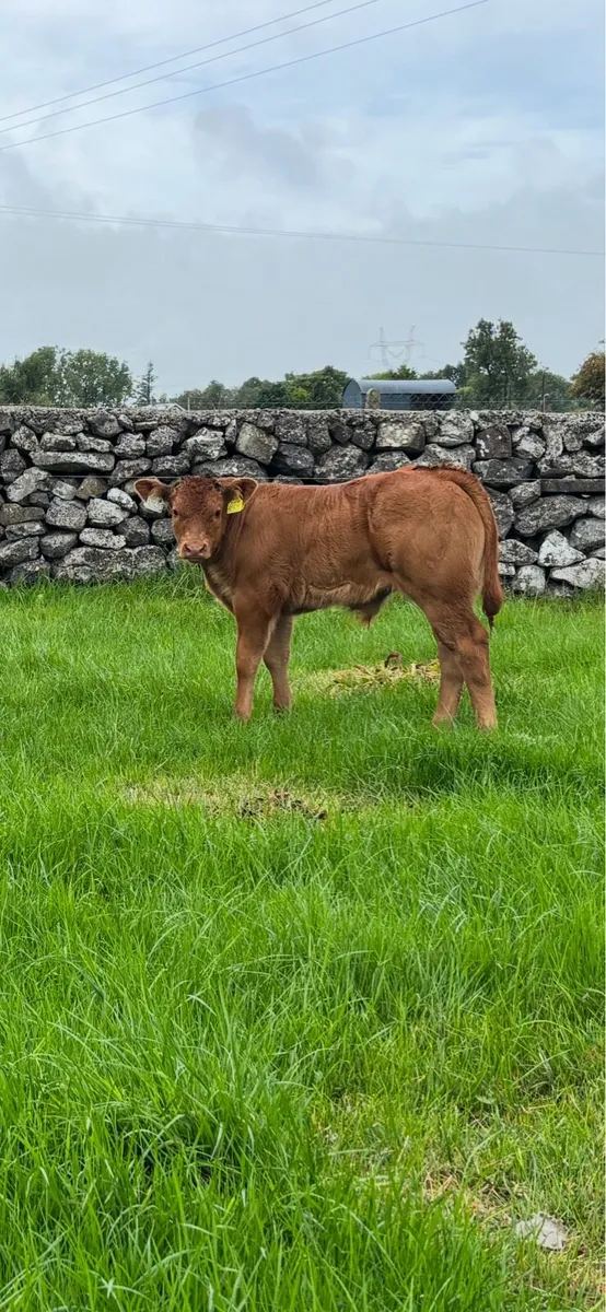 Super Quality AI-Bred First-Calved Springer - Image 3