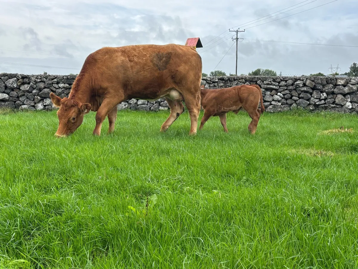 Super Quality AI-Bred First-Calved Springer - Image 4
