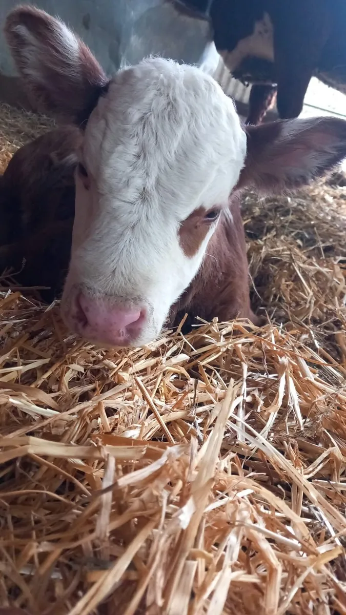 Dominic Black Cow Scanning