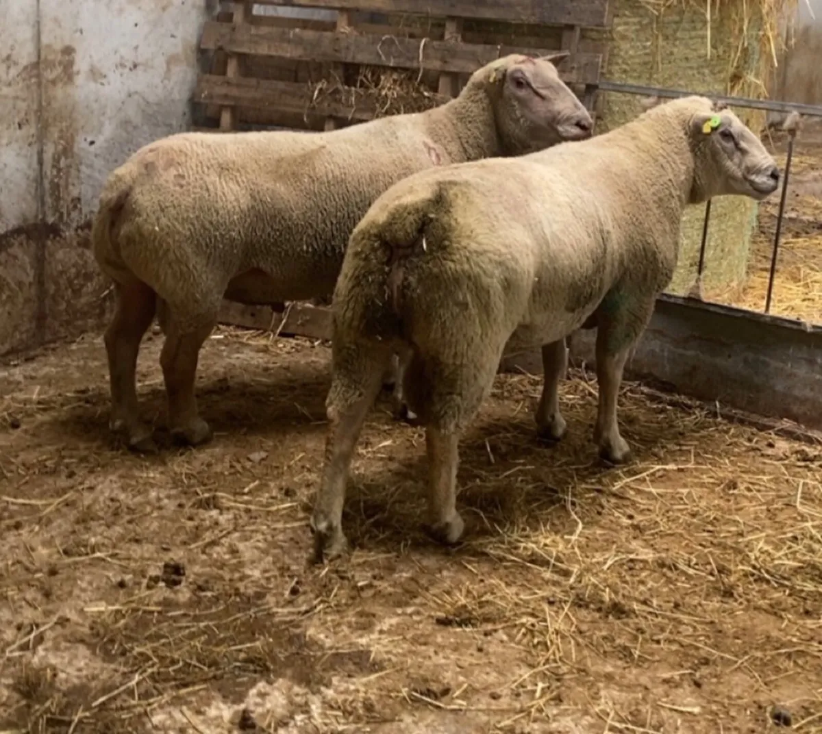 🔥 PBR charlaois rams 🔥 - Image 1