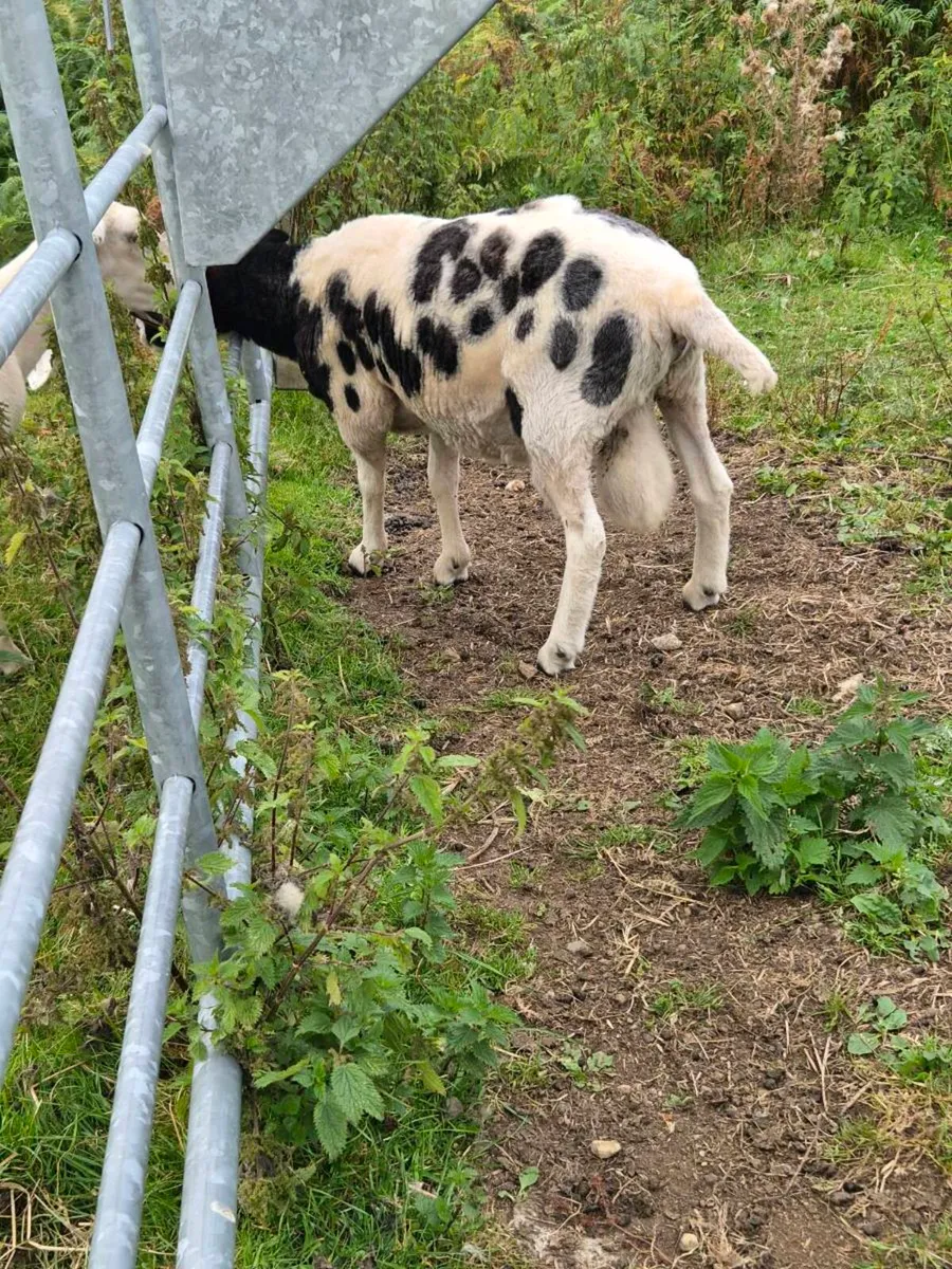 Jacob Ram PBNR - Image 2