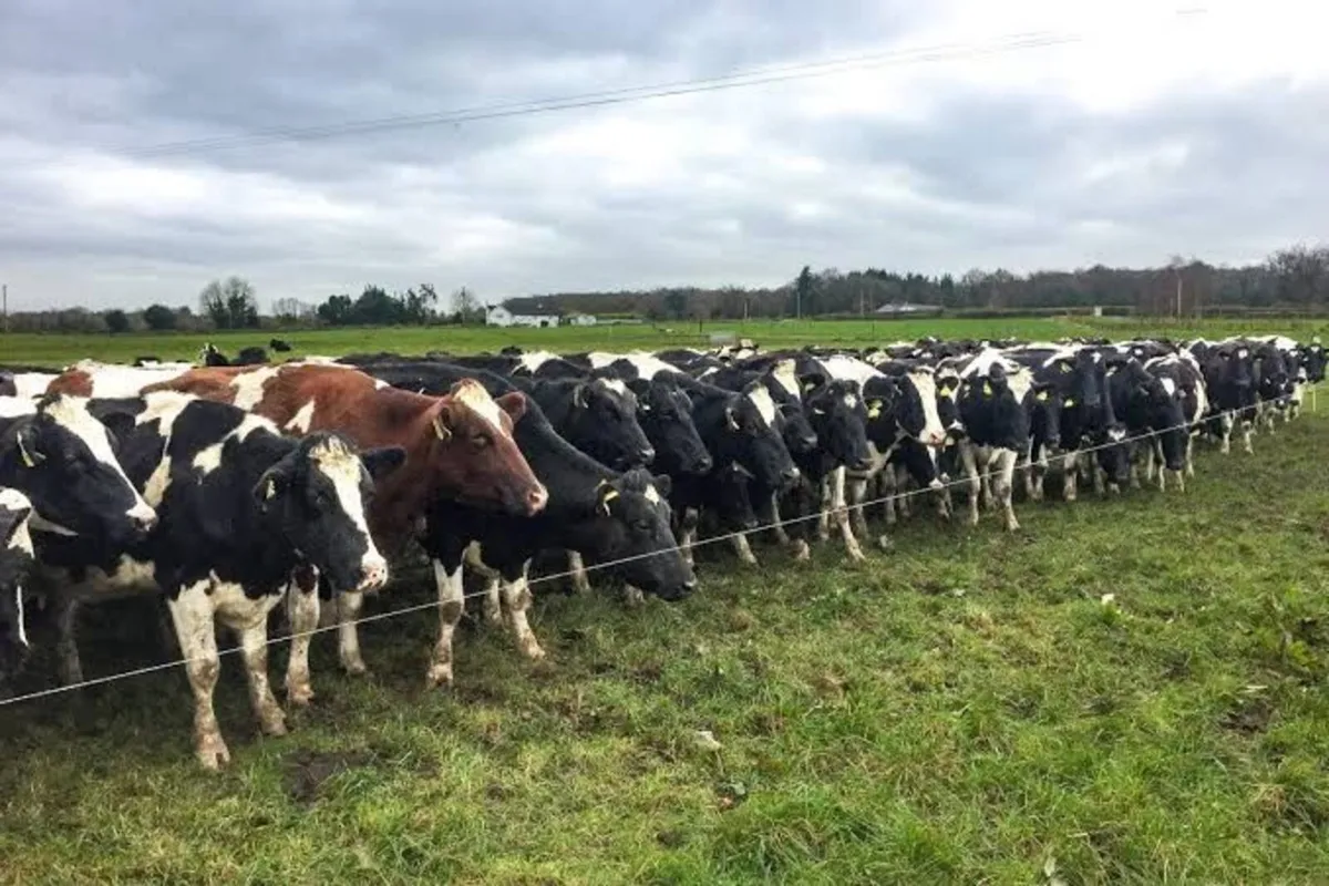 Dominic Black Cow Scanning