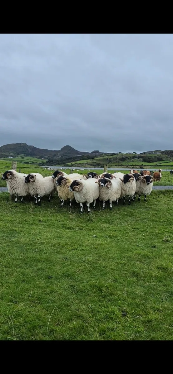Year Old Blaclface Rams - Image 2
