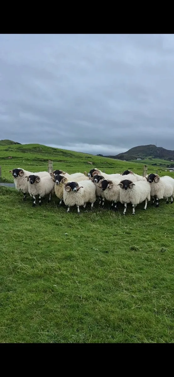 Year Old Blaclface Rams - Image 4