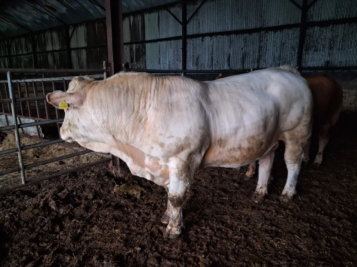 Pedigree Charolais Bull - Image 3