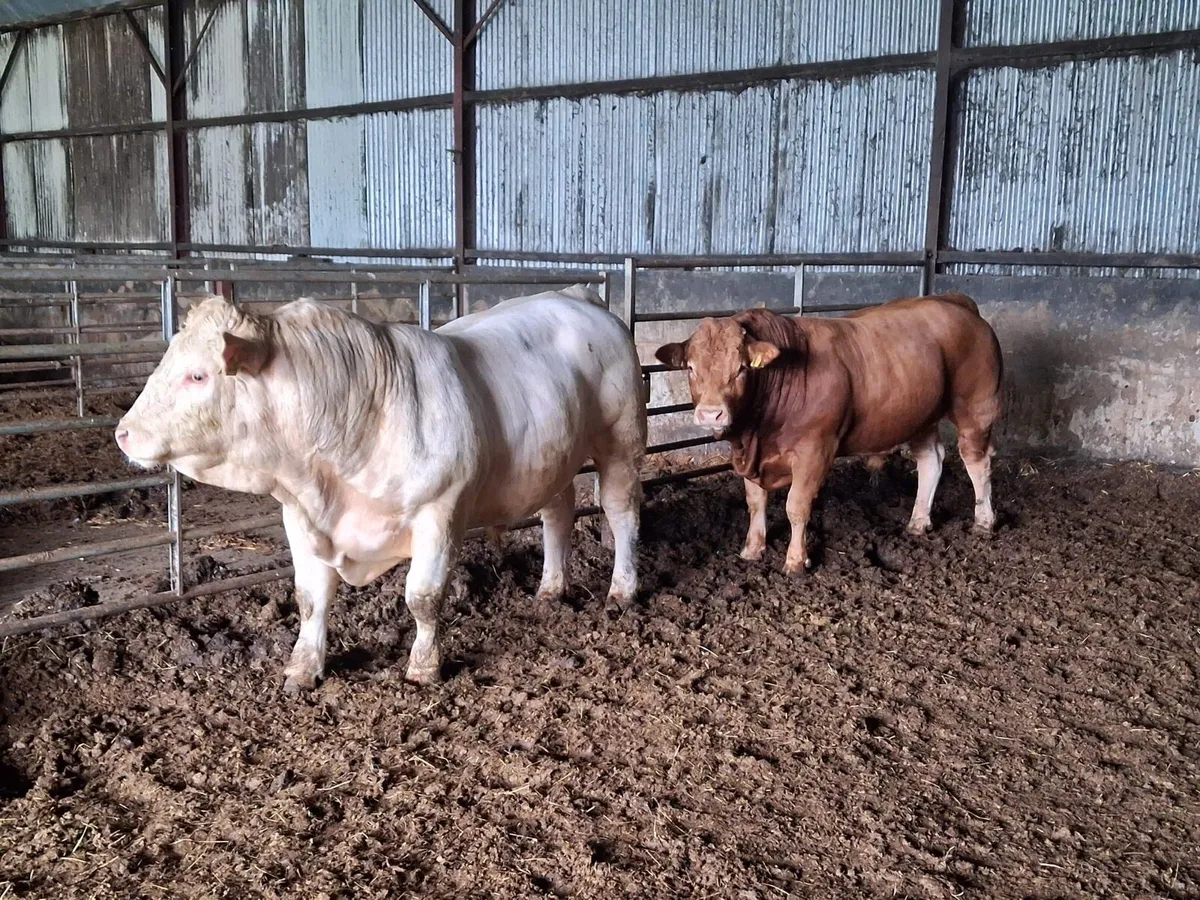 Pedigree Charolais Bull - Image 2