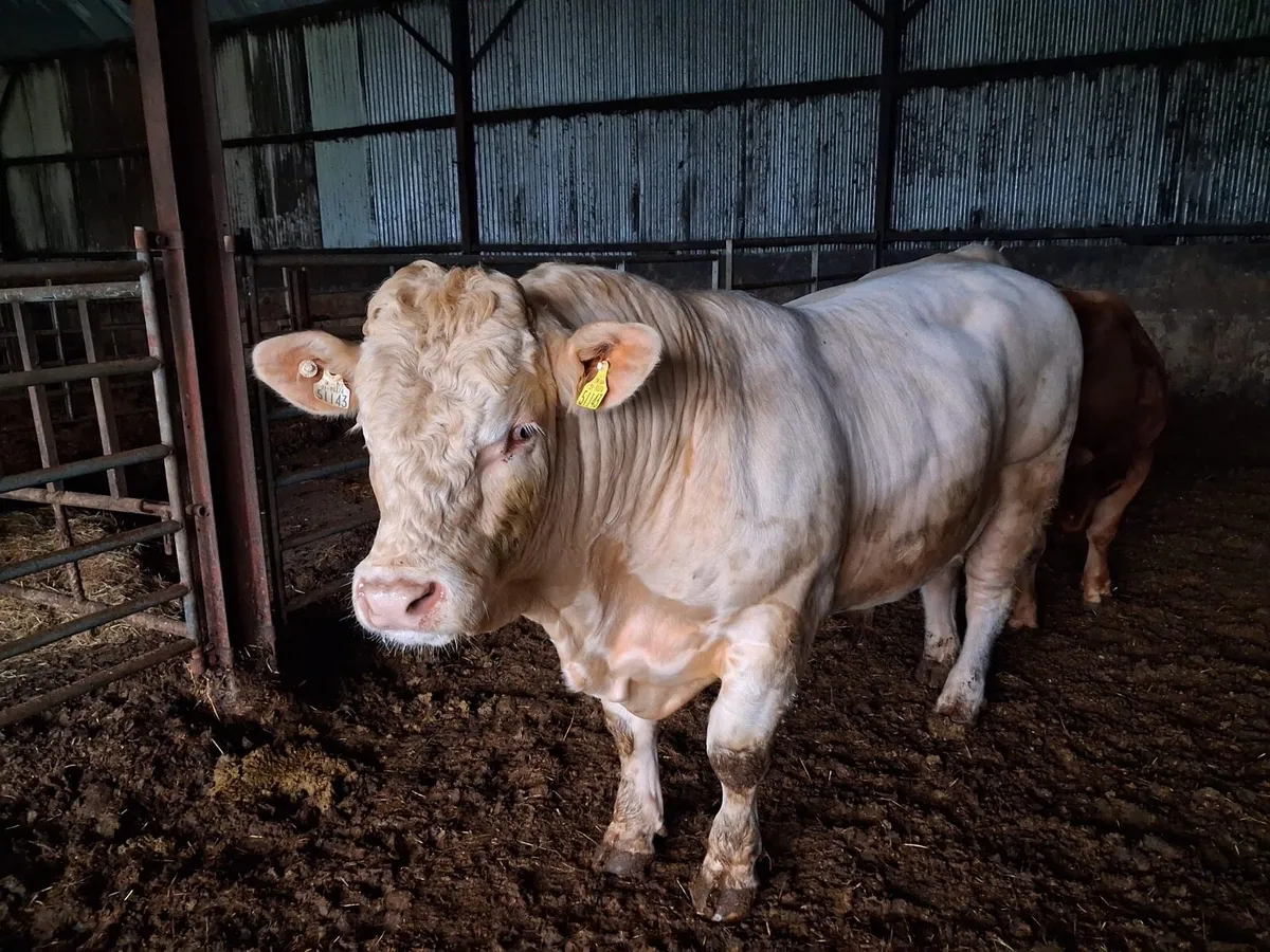 Pedigree Charolais Bull - Image 4