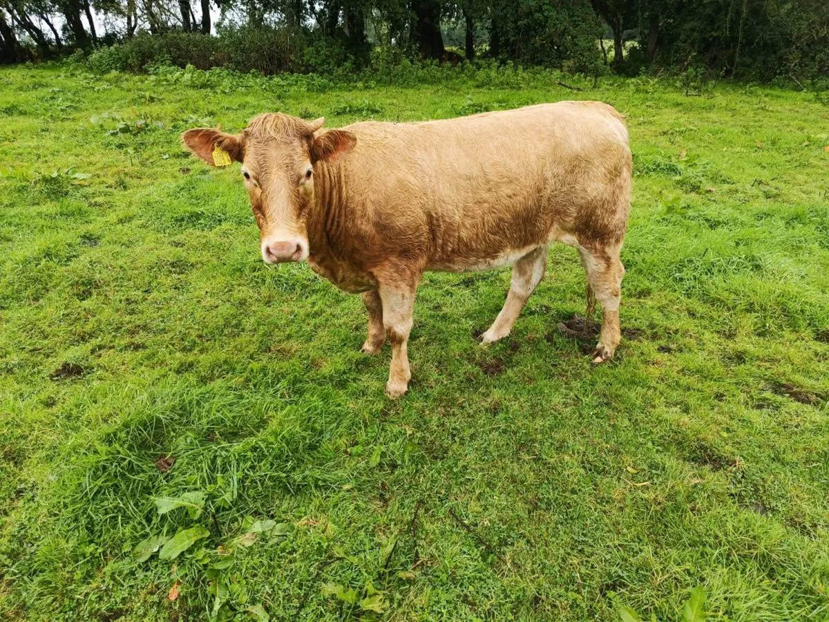 Homebred CHxSH Heifers - Image 2
