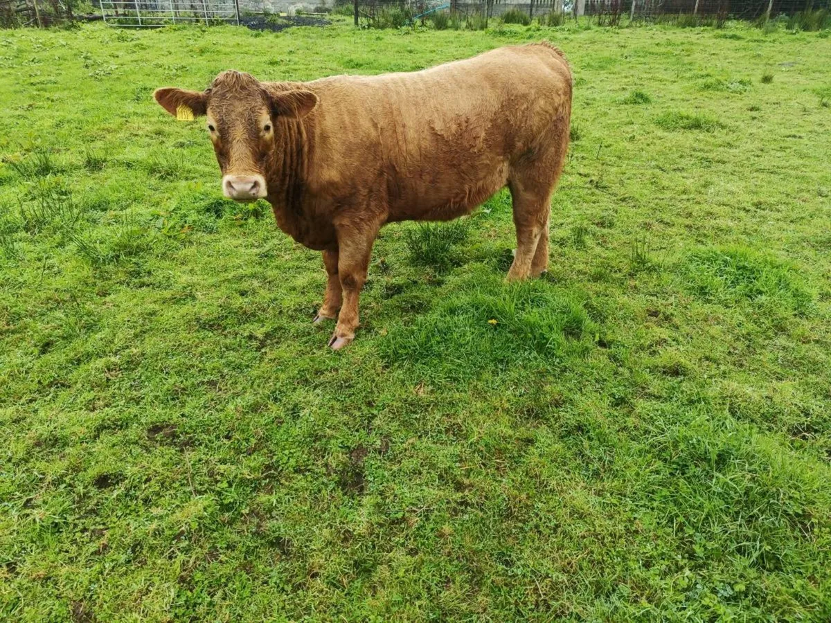 Homebred CHxSH Heifers - Image 3