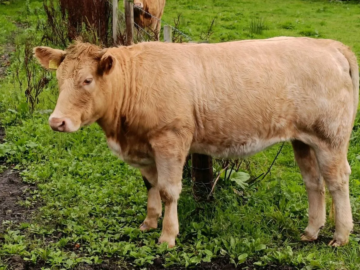 Homebred CHxSH Heifers - Image 4