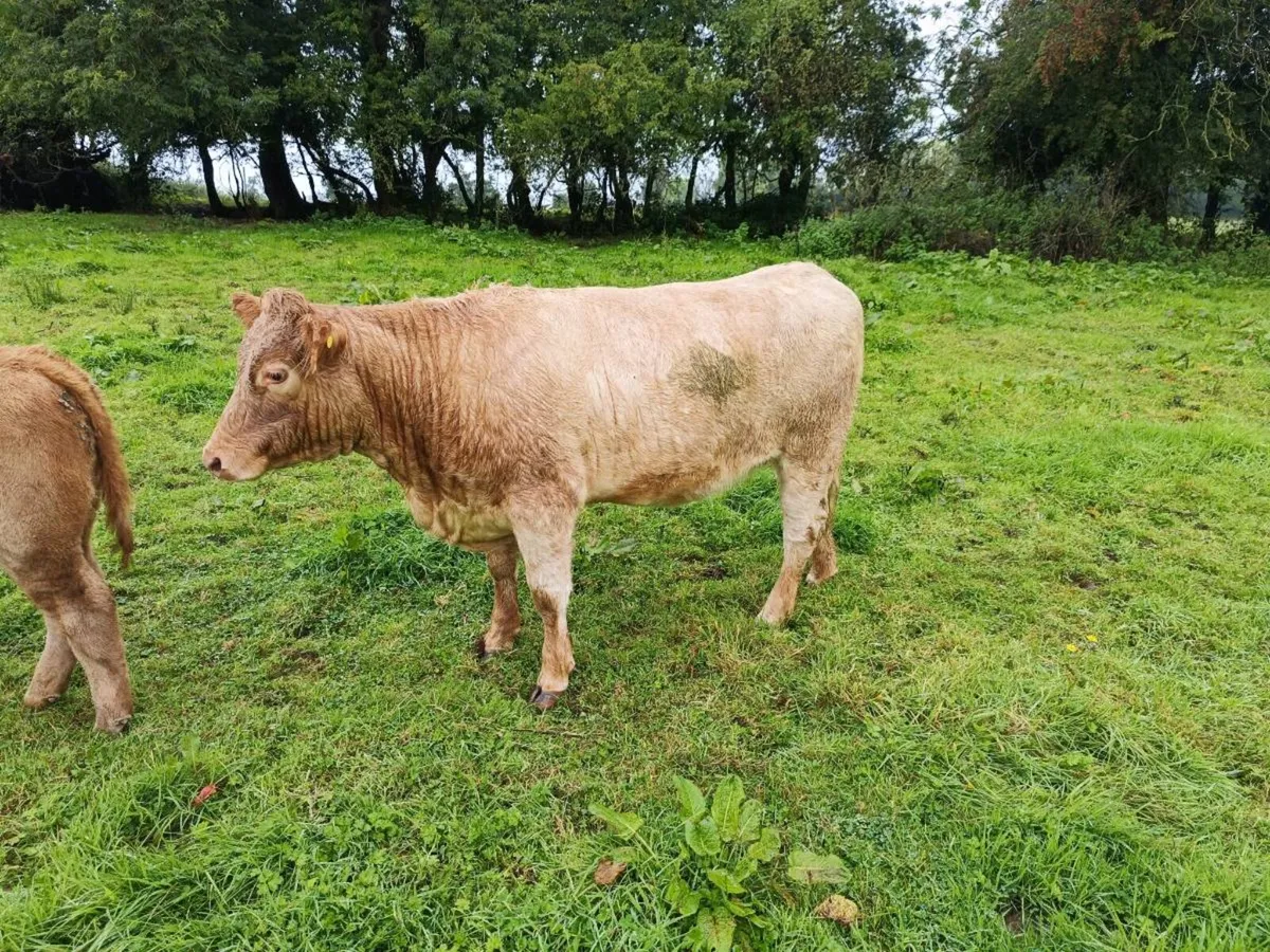 Homebred CHxSH Heifers - Image 1