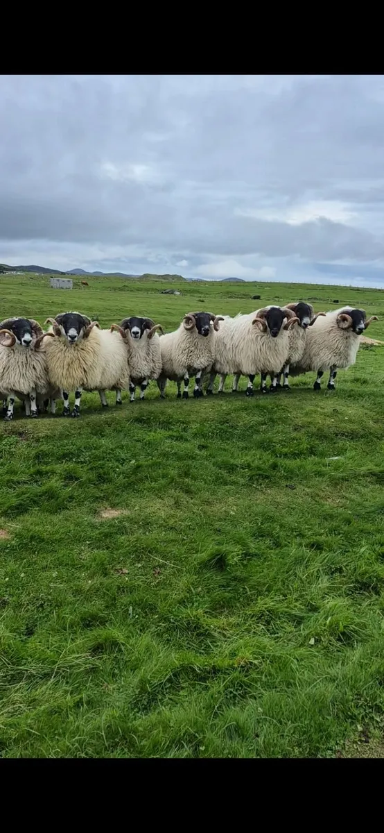 Year Old Blaclface Rams - Image 1