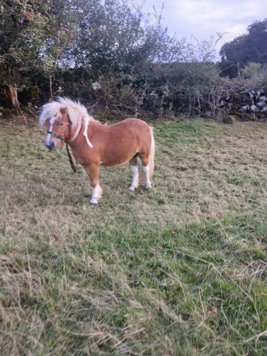 4yr old miniature pony - Image 1