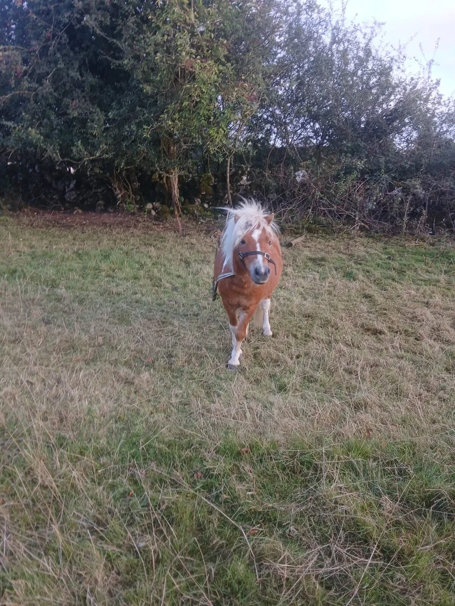 4yr old miniature pony - Image 2