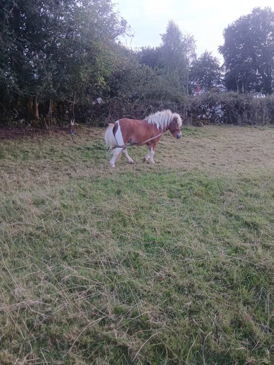 4yr old miniature pony - Image 3