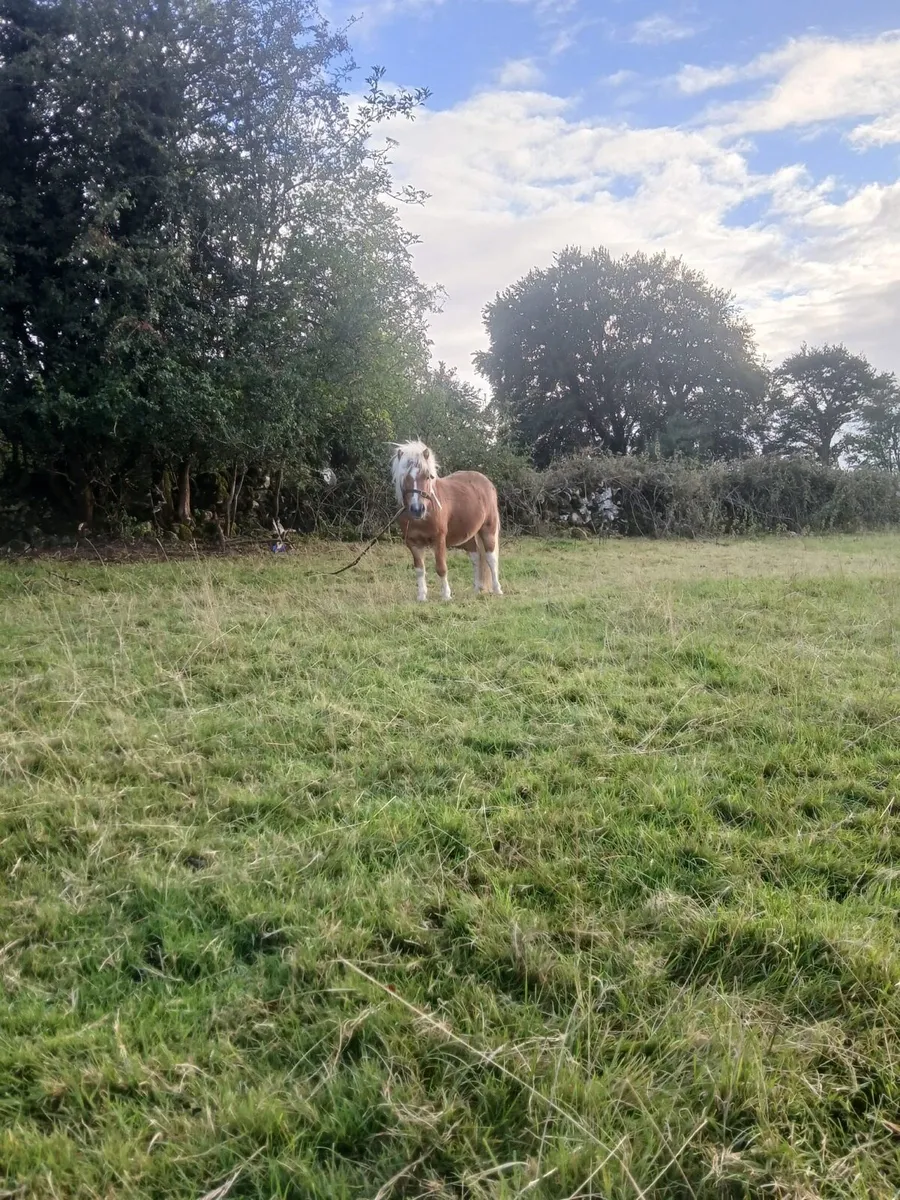 4yr old miniature pony - Image 4
