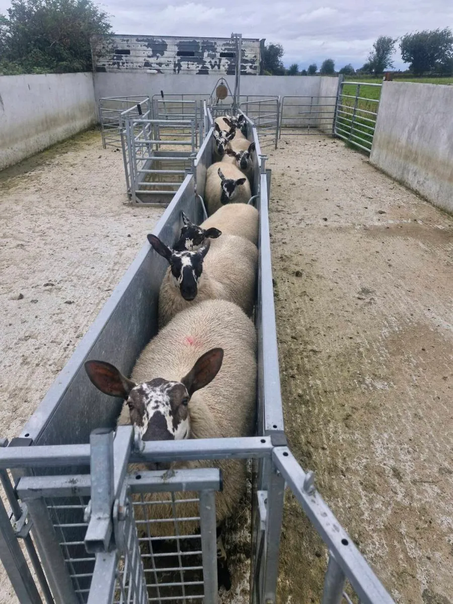 10 Ewe lambs Mountbellew Mart - Image 1