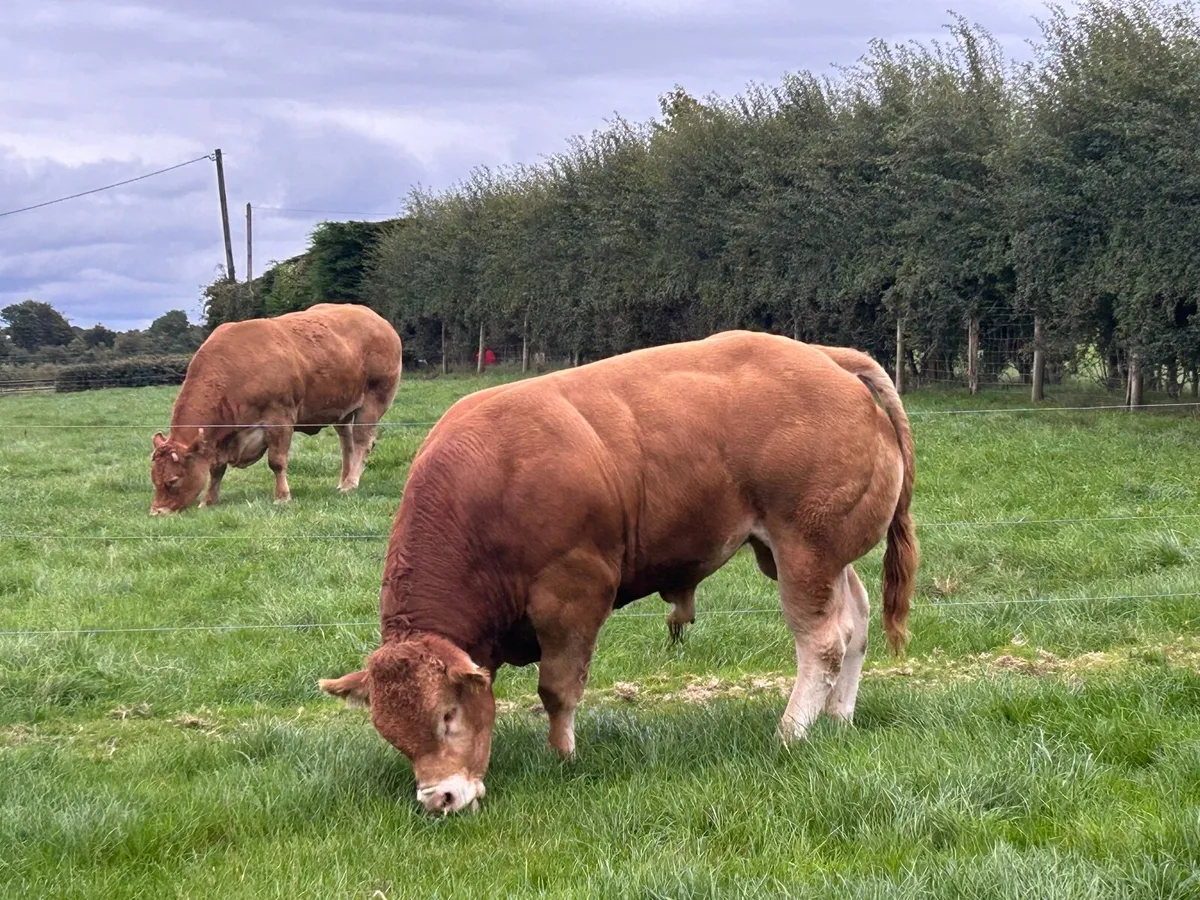 5⭐️ PBR Limousin Bull - Image 1