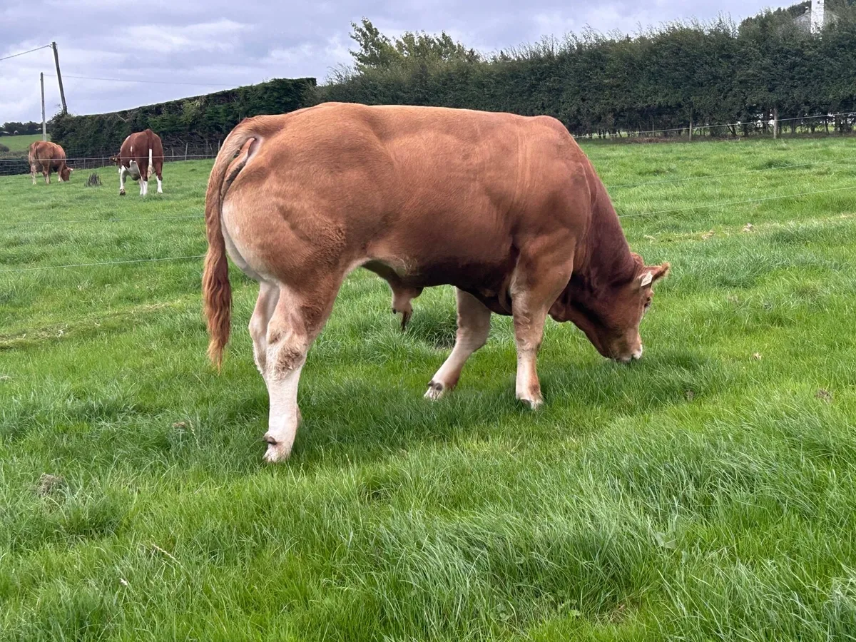 5⭐️ PBR Limousin Bull - Image 3