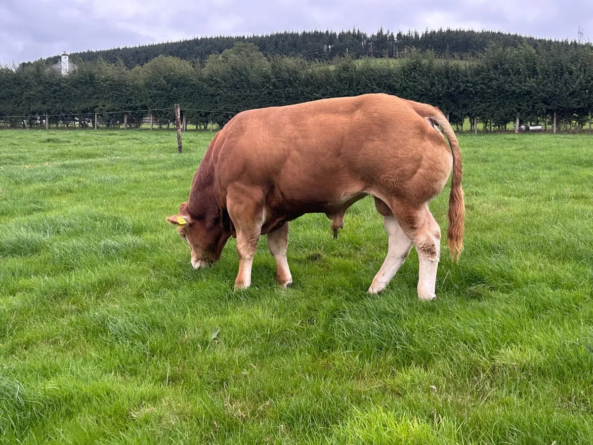 5⭐️ PBR Limousin Bull - Image 2