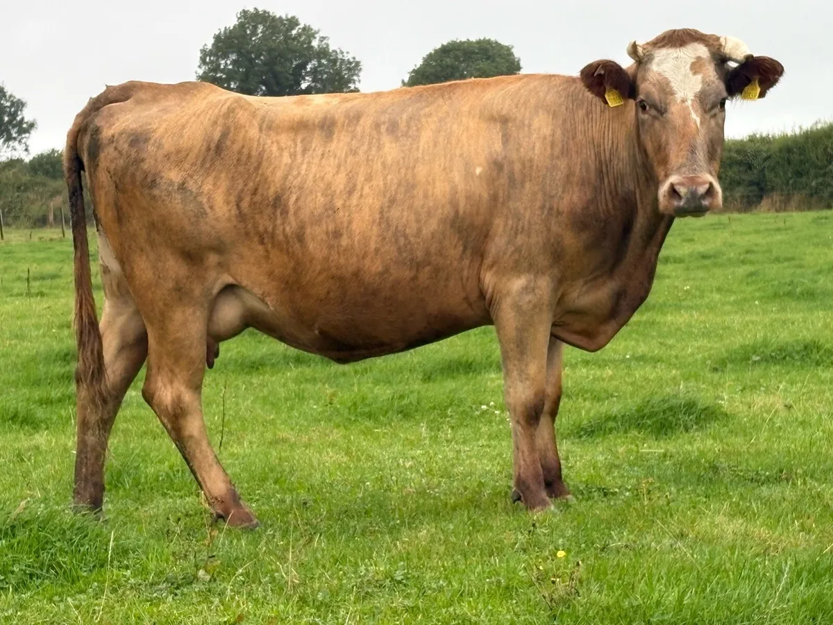 5 star ⭐️second  calved cow  and u grade bull calf - Image 1
