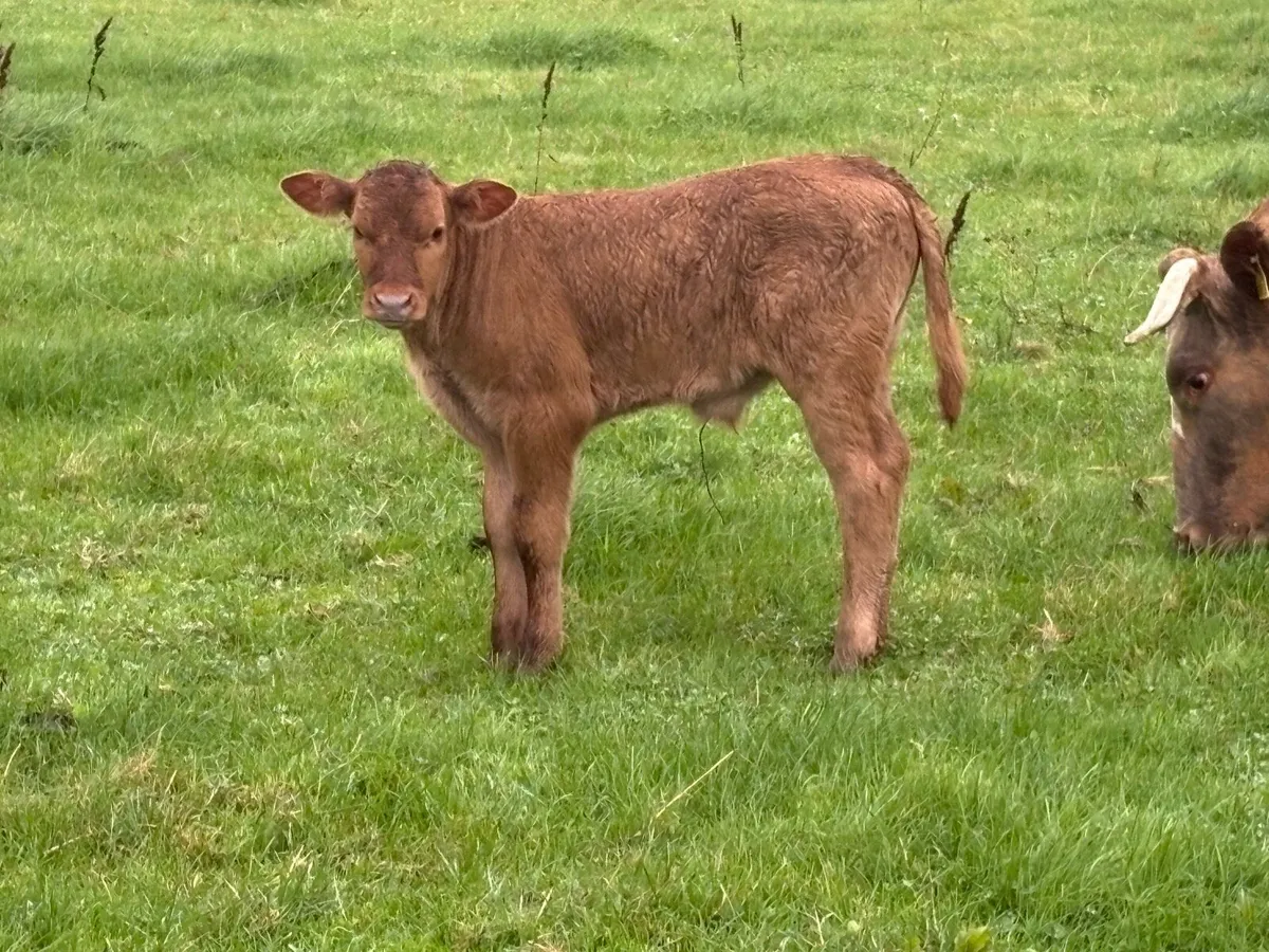 5 star ⭐️second  calved cow  and u grade bull calf - Image 4