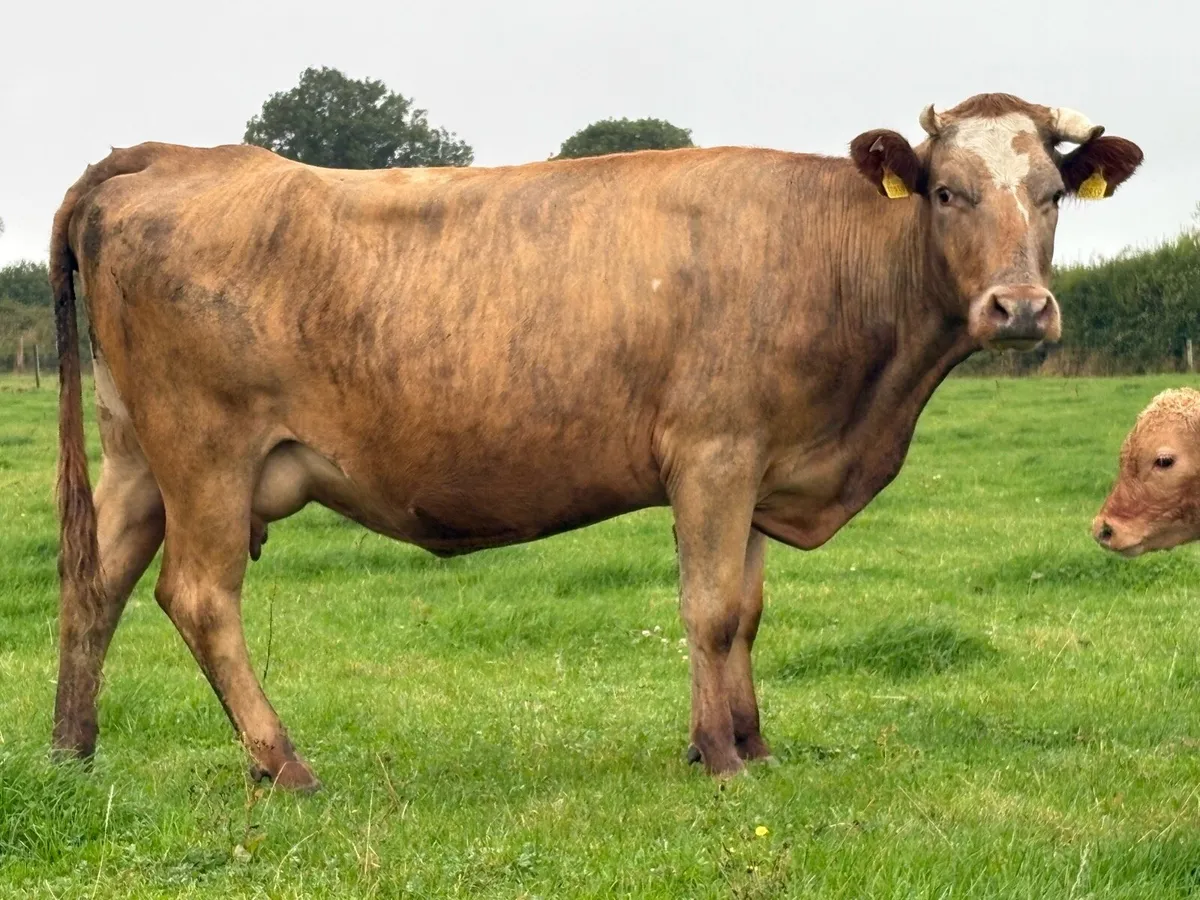 5 star ⭐️second  calved cow  and u grade bull calf - Image 2