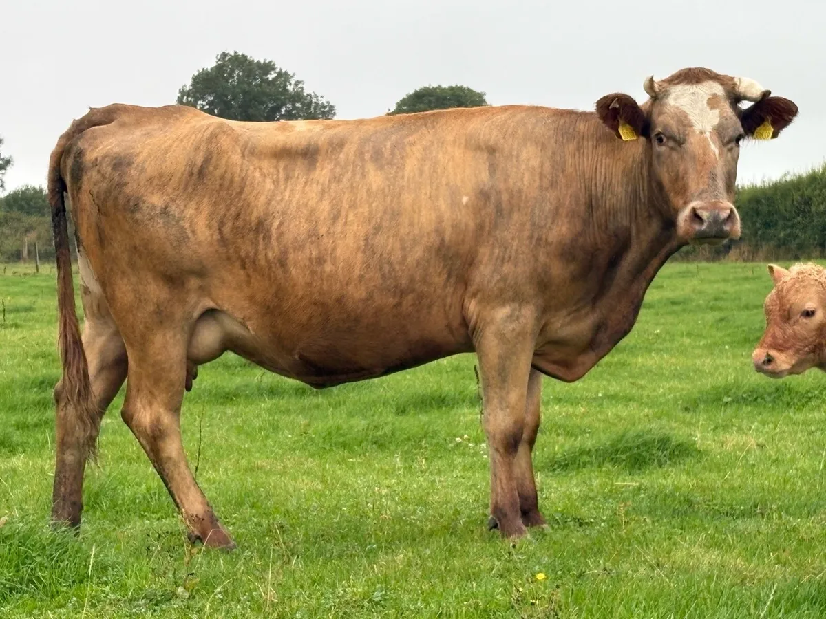 5 star ⭐️second  calved cow  and u grade bull calf - Image 3