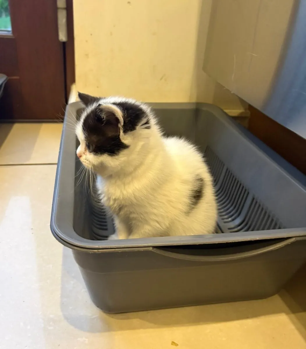 Scottish kitten - Image 1