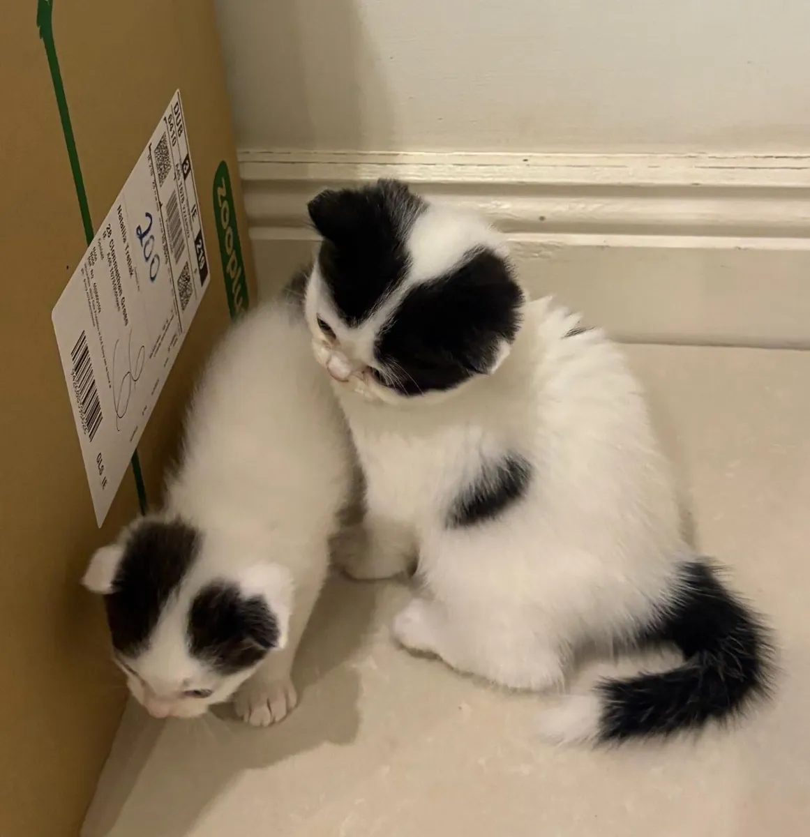 Scottish kitten - Image 2