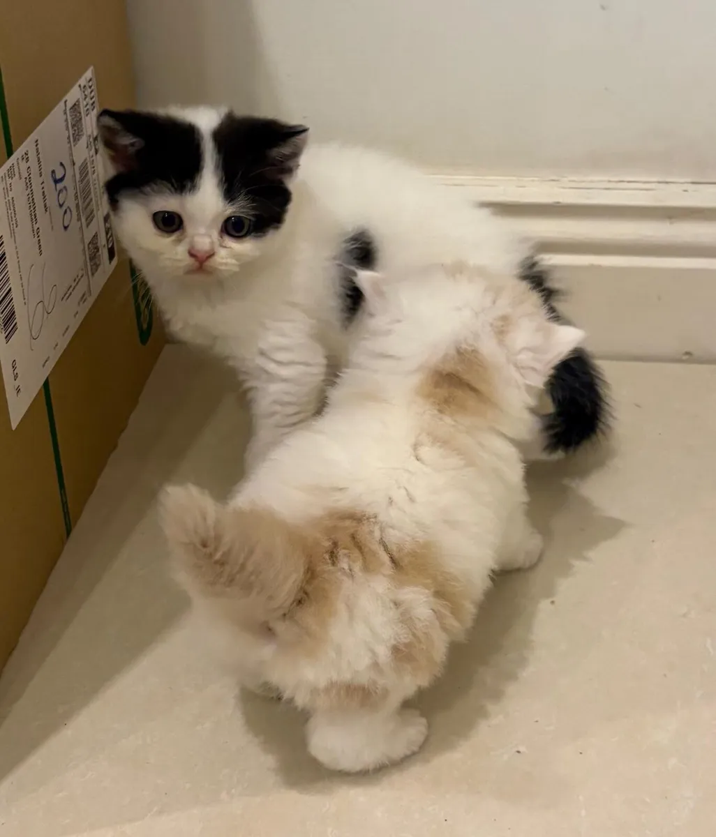 Scottish kitten - Image 3
