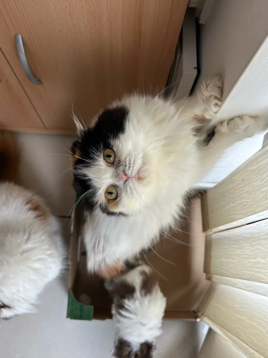 Scottish kitten - Image 4