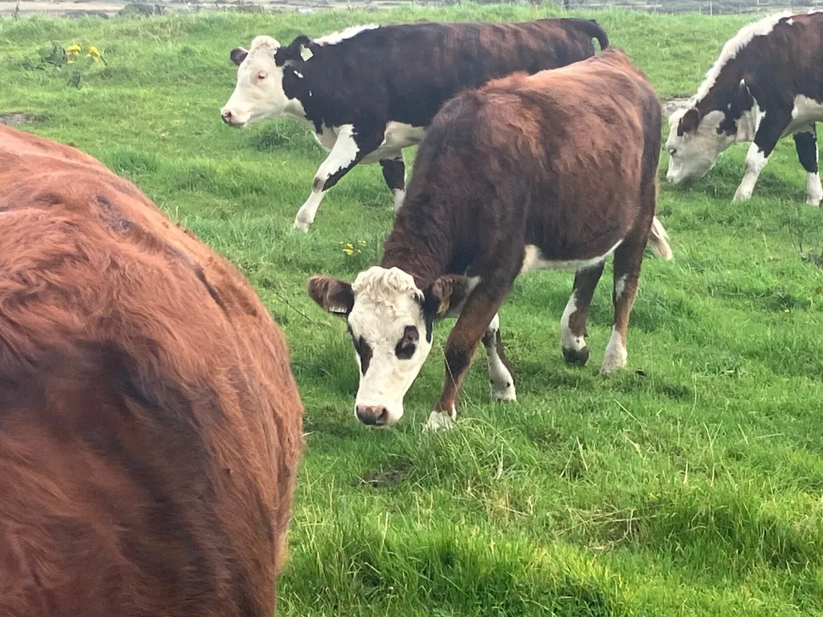 Beef Heifers - Image 1