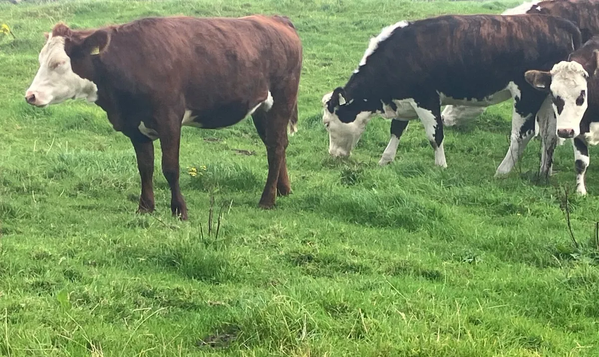 Beef Heifers - Image 2