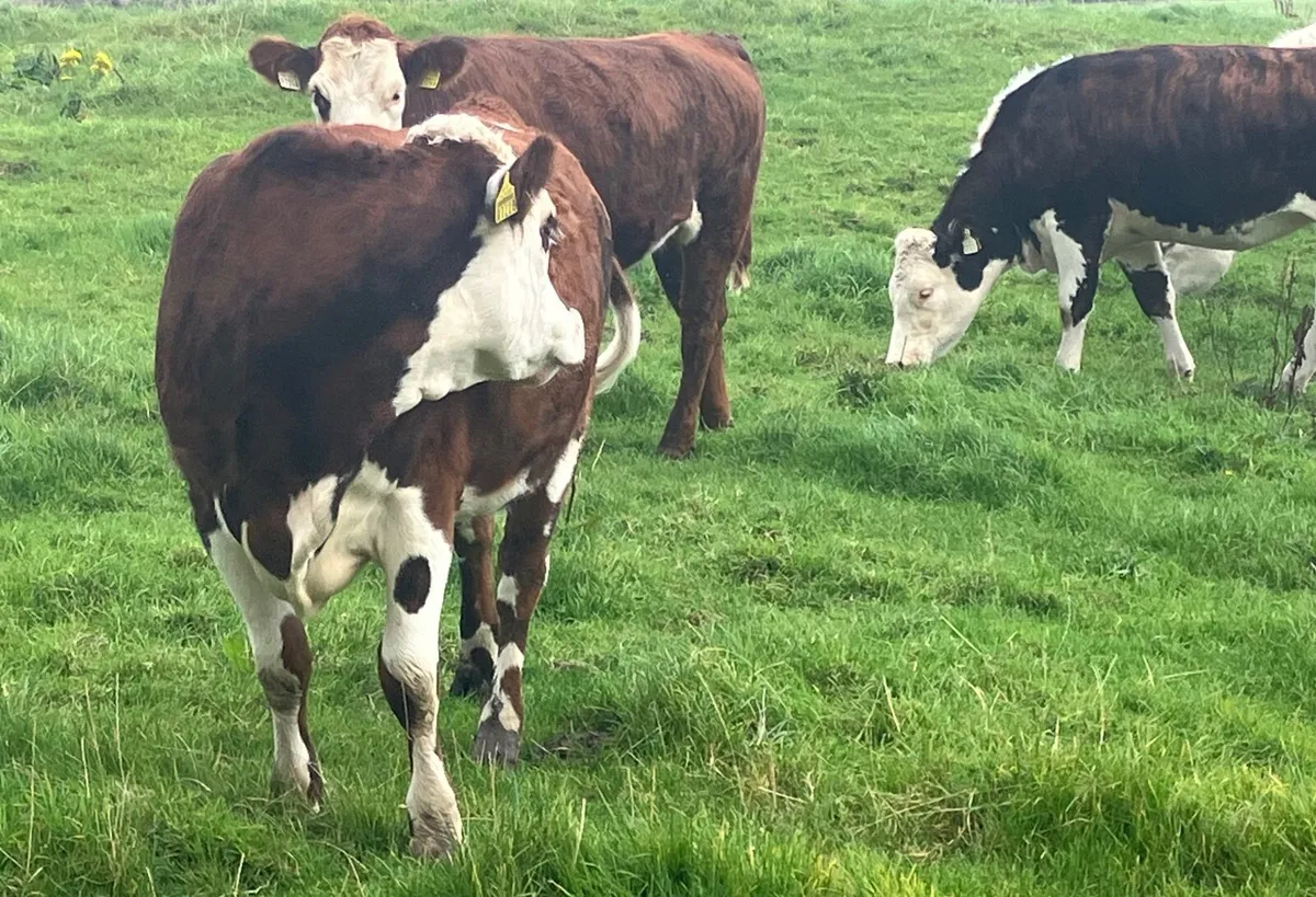 Beef Heifers - Image 3