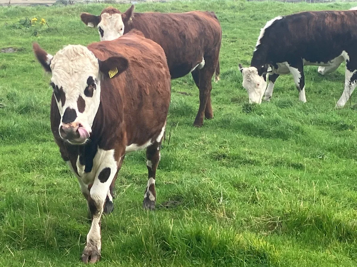Beef Heifers - Image 4