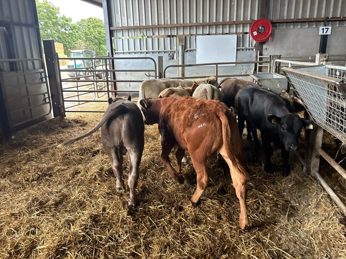 8 super 230 kg suckler bred bulls - Image 2