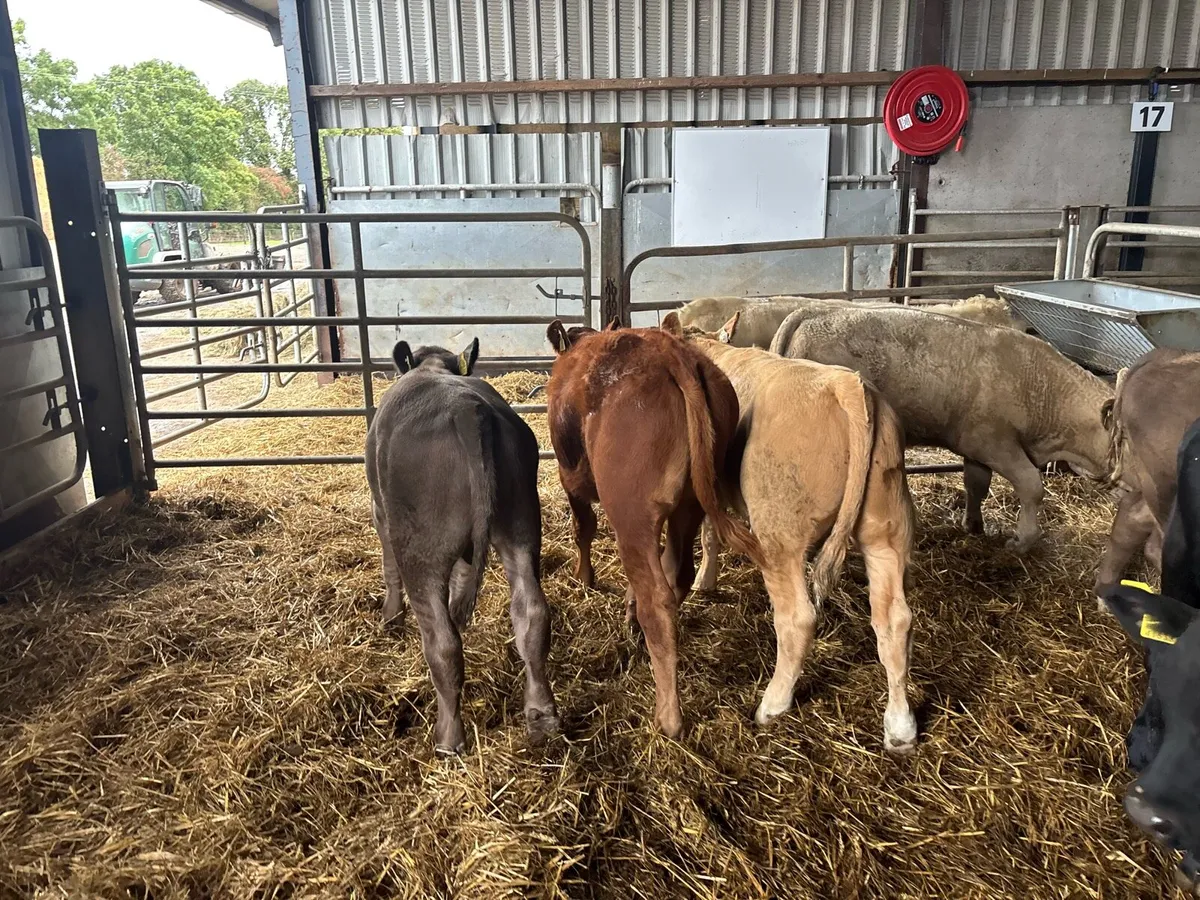 8 super 230 kg suckler bred bulls - Image 4