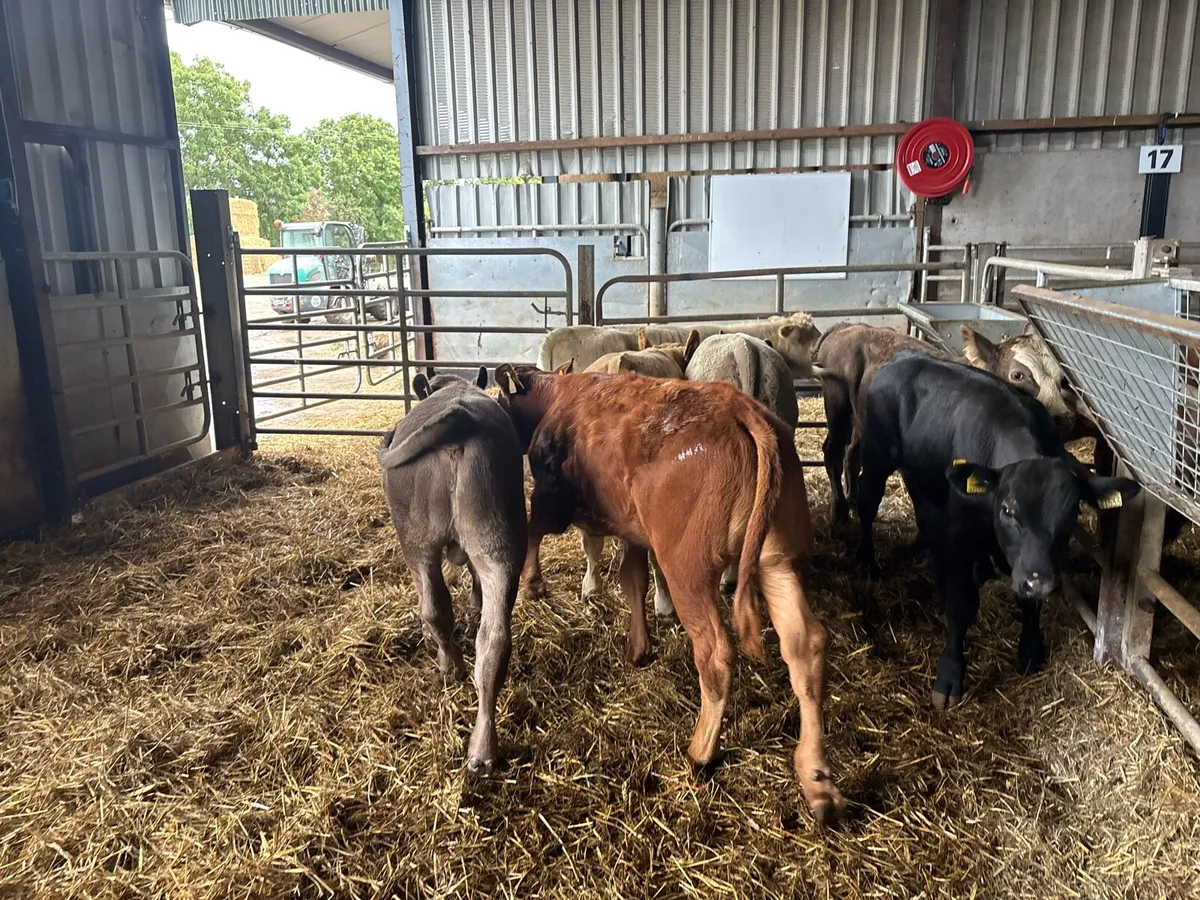 8 super 230 kg suckler bred bulls - Image 3