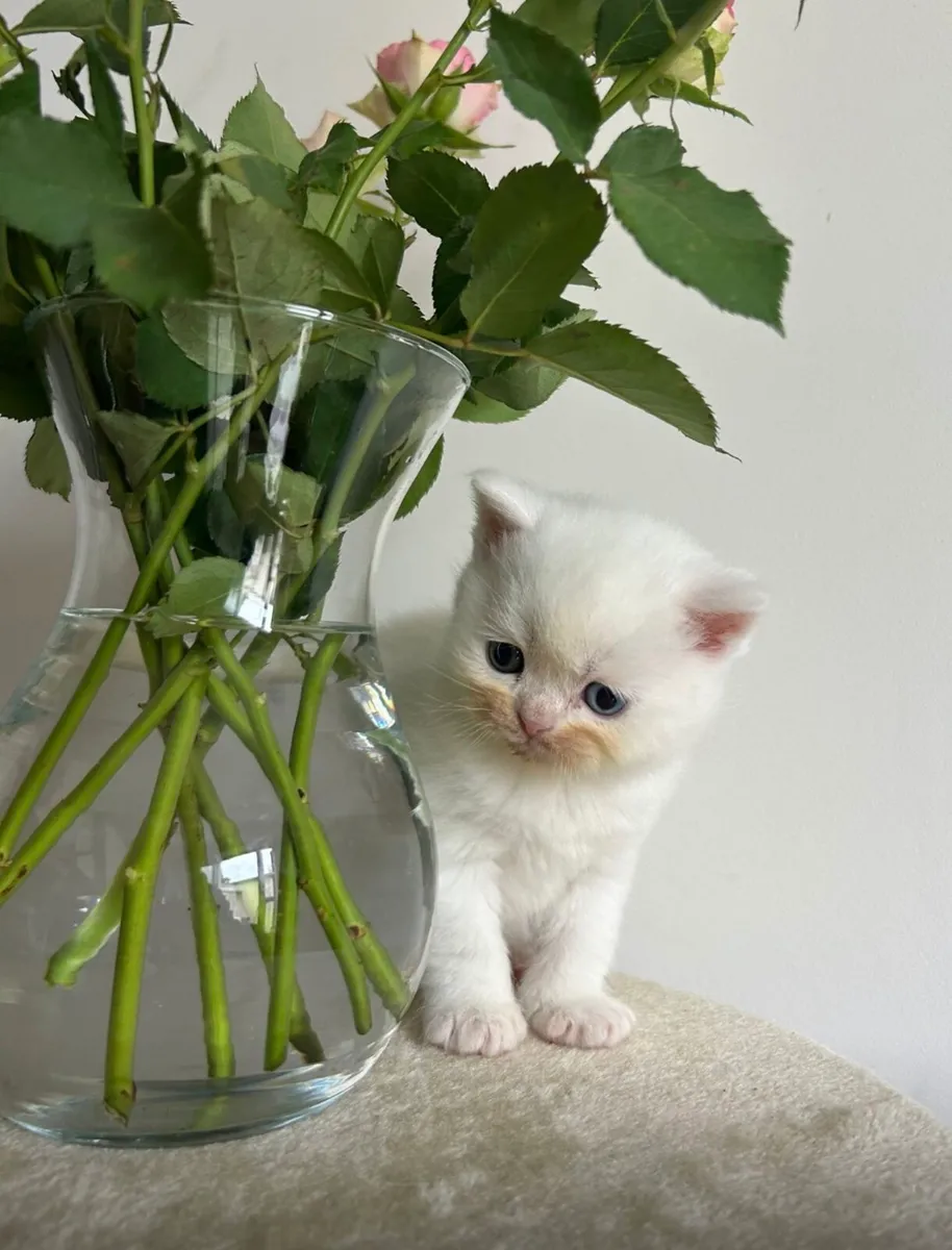 Scottish kittens - Image 1