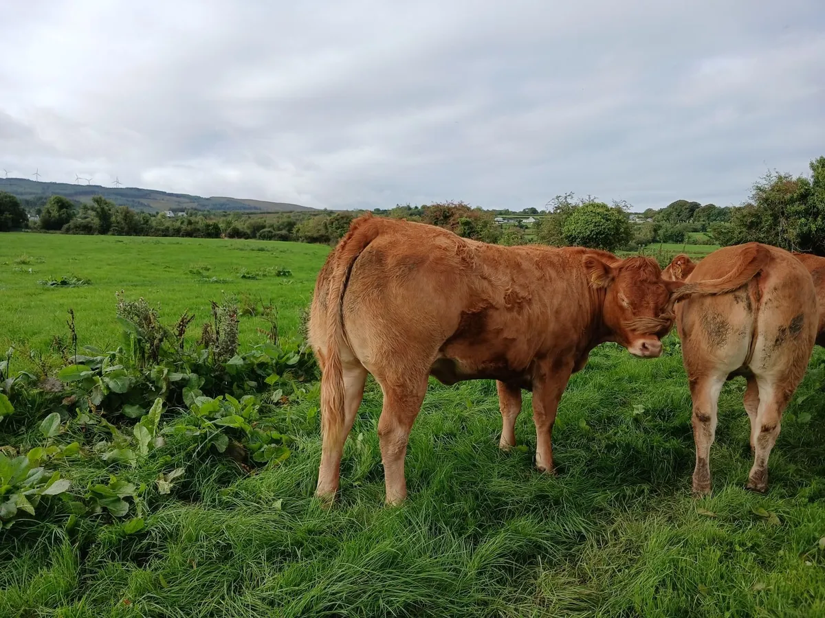 10 Smashing Limousin  Breeding Heifers - Image 2