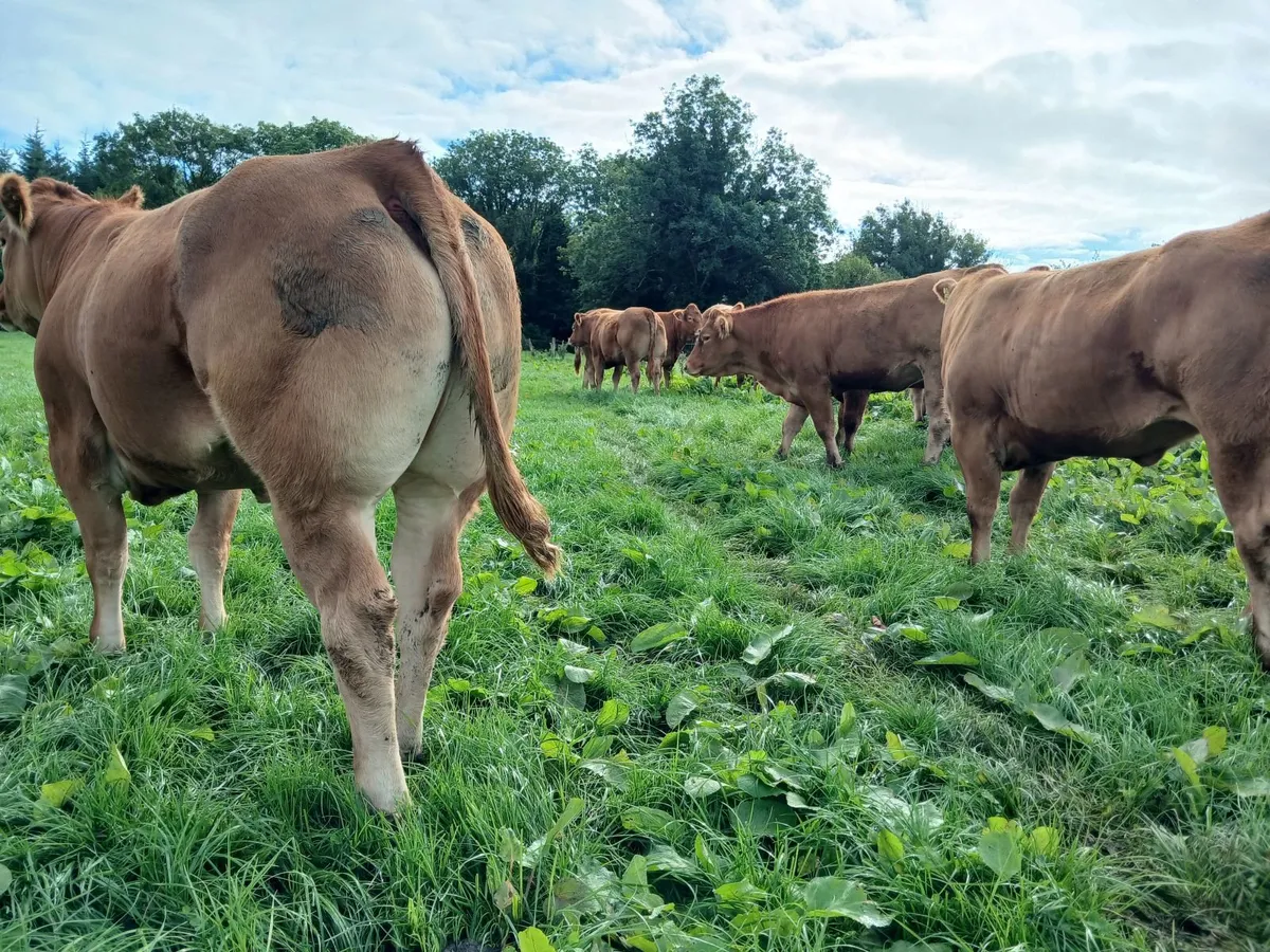 10 Smashing Limousin  Breeding Heifers - Image 3