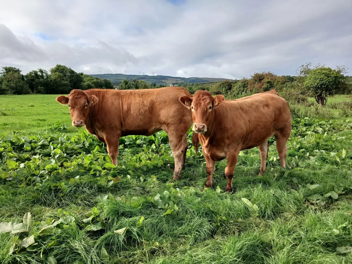 10 Smashing Limousin  Breeding Heifers - Image 4