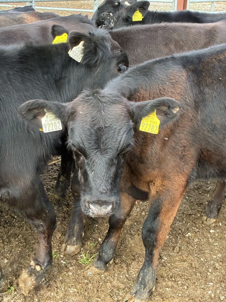 14 SUPER QUALITY GRASS AA/HEX BULL WEANLINGS - Image 1