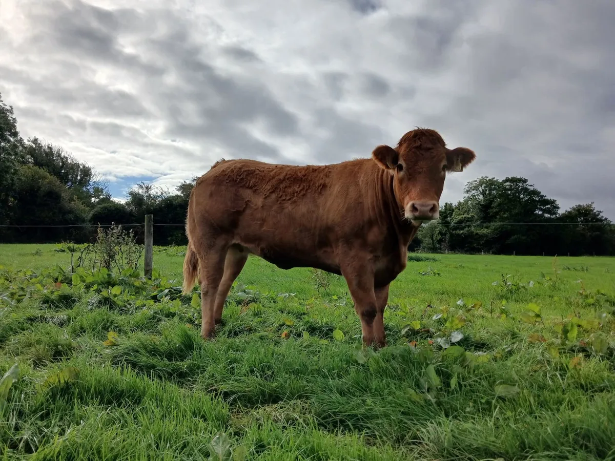 10 Smashing Limousin  Breeding Heifers - Image 1