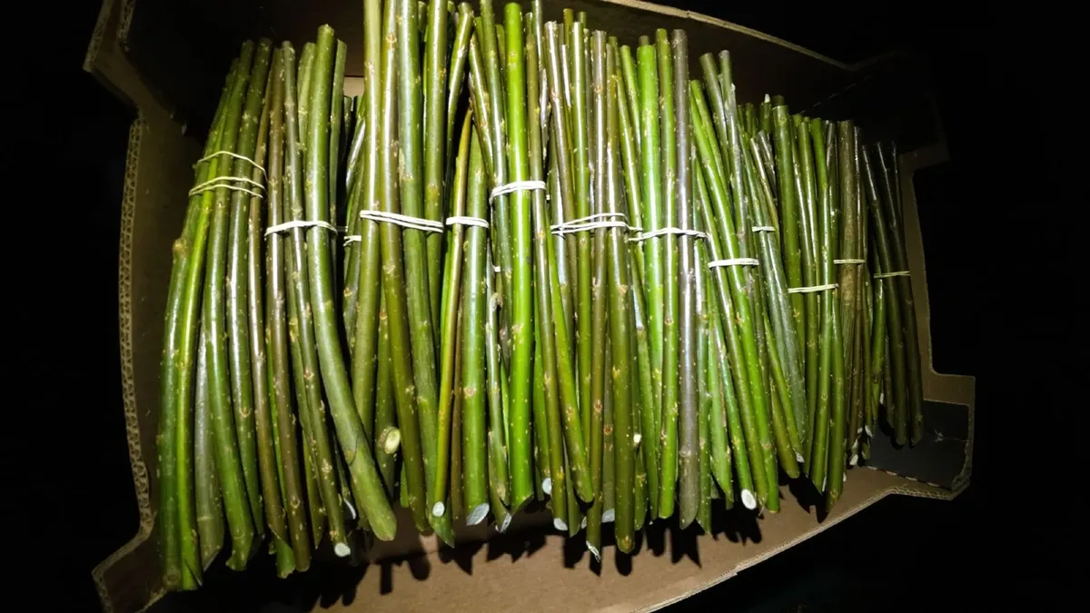 Willow Cuttings for Hedging & Firewood Watch Video - Image 1