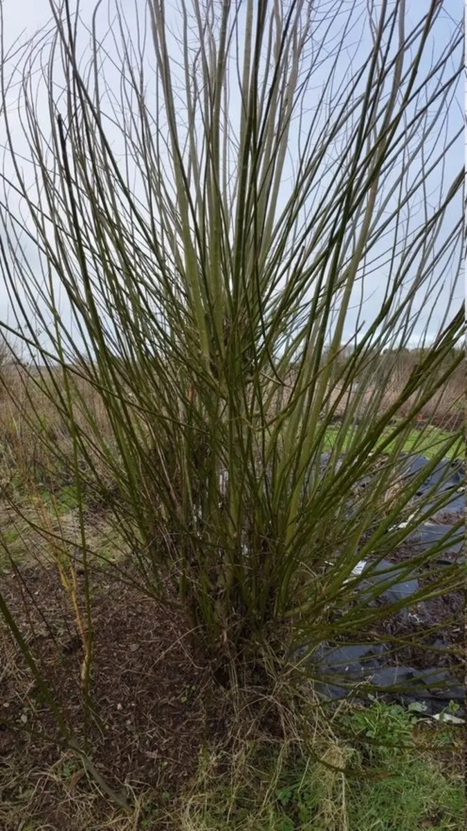Willow Cuttings for Hedging & Firewood Watch Video - Image 4