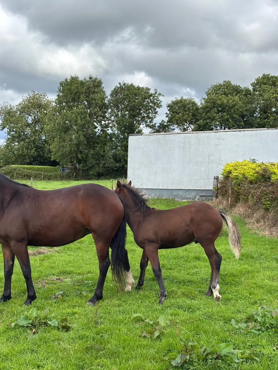 Colt Foal - Image 3